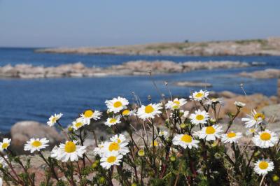 foto af kysten på Christiansø med blomster i forgrunden