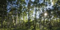 Birkeskoven i Naturpark Amager