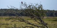 Fugl i træ i Naturpark Amager