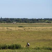 Cyklist i det åbne landskab i Naturpark Amager